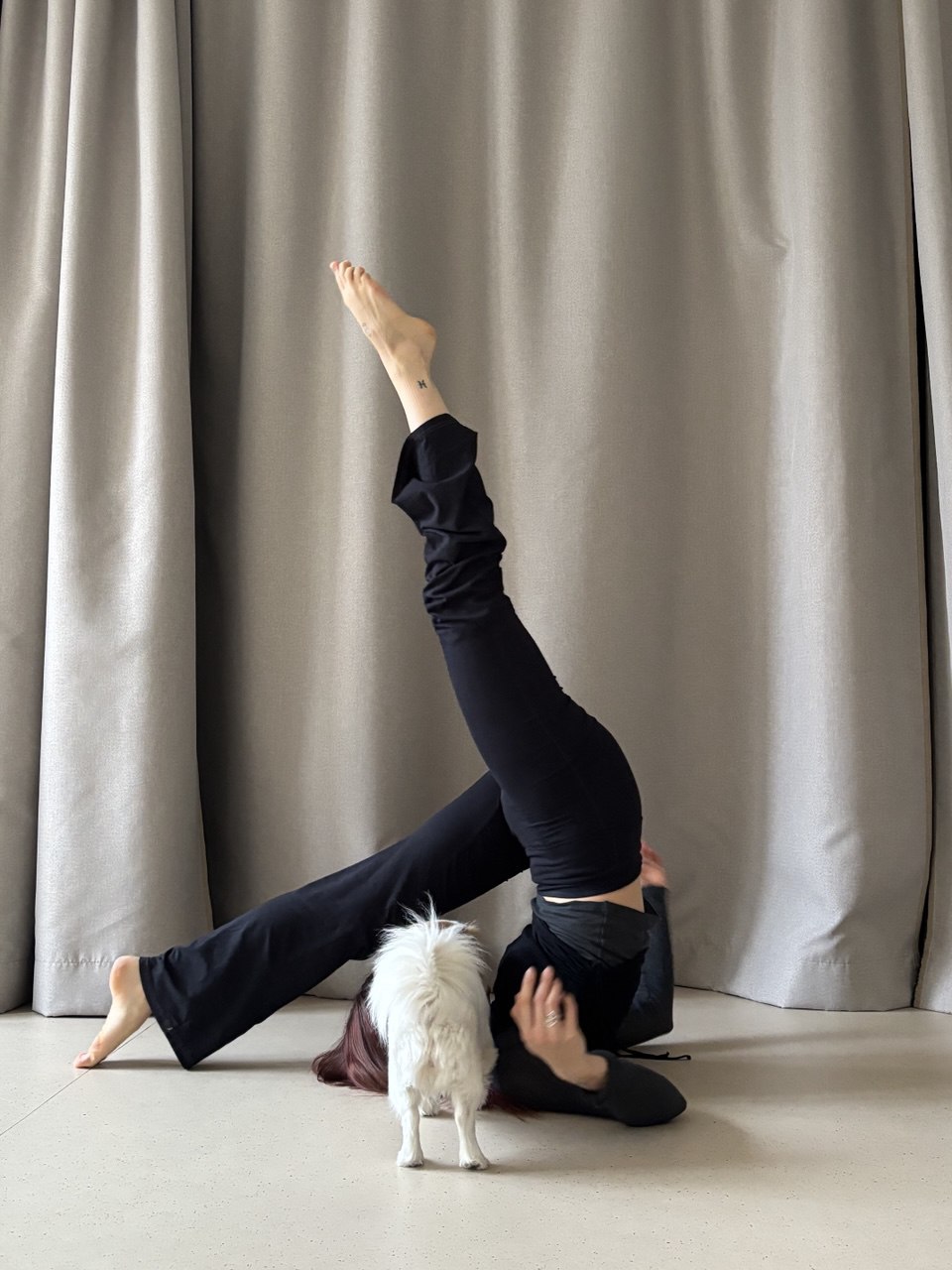 anja in a shoulderstand with a small white dog nearby